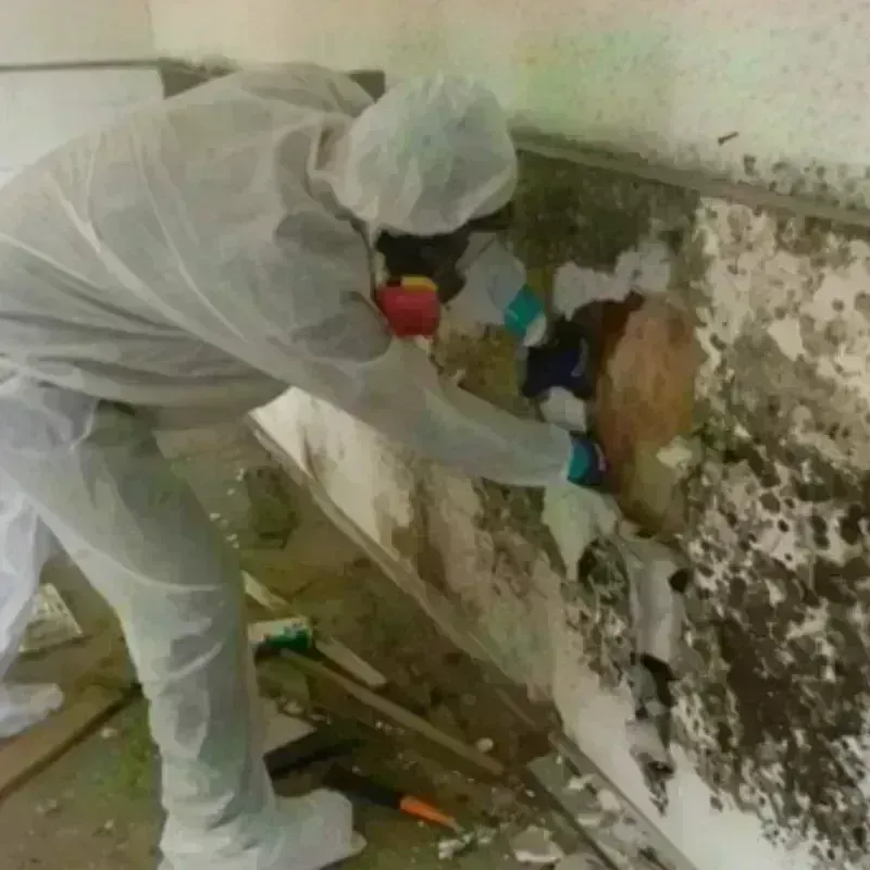 Best Mold Remediation and Removal Service in New Castle, VA